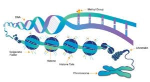 DNA epigenetics