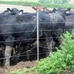 cattle in feedlot