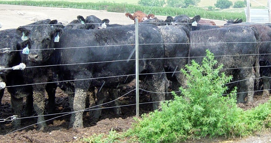 cattle in feedlot