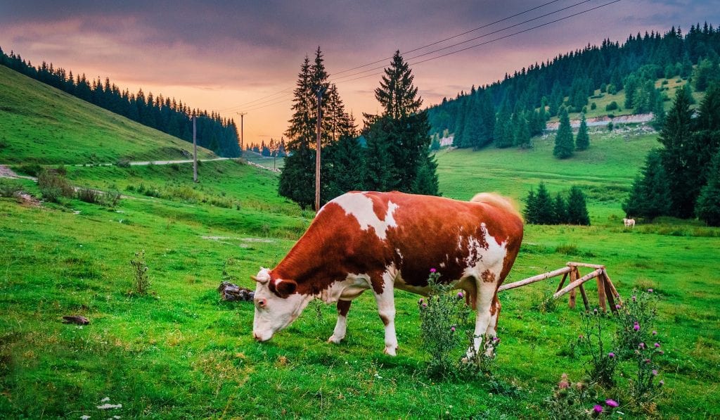 cattle grazing on grass