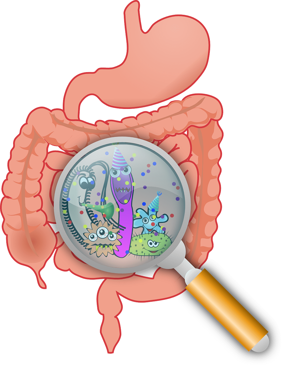 gut health microbiome